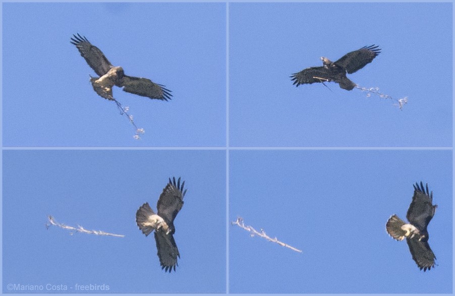Rufous-tailed Hawk - ML643986523