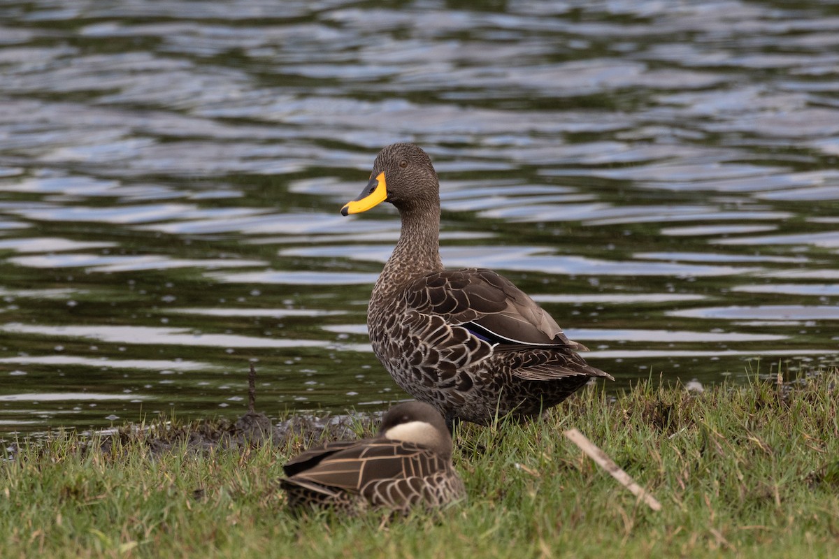 Canard à bec jaune - ML643986524
