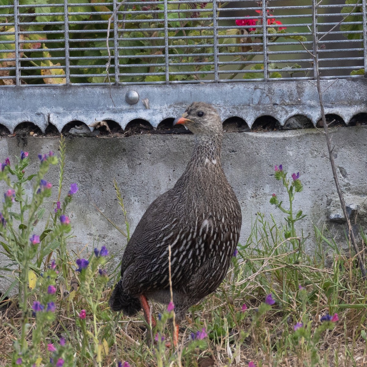 Cape Spurfowl - ML643986532