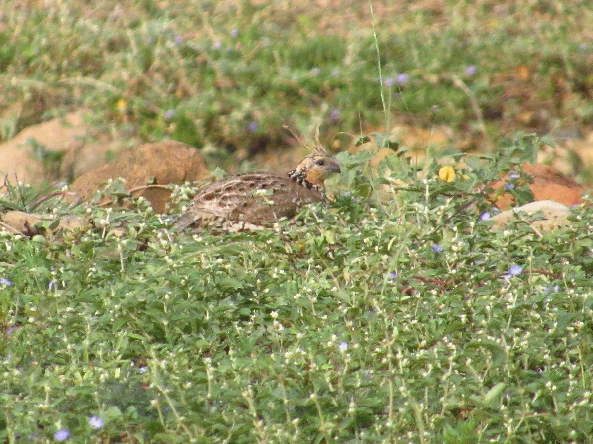 Crested Bobwhite - ML643986535