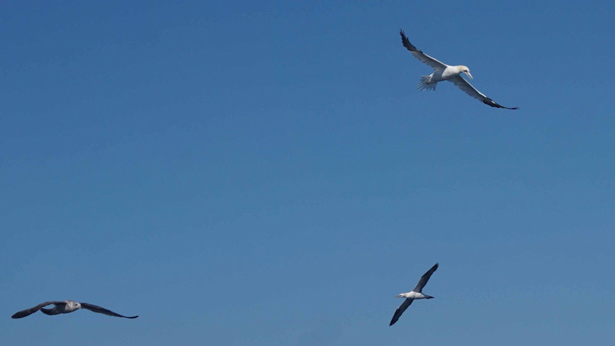 Northern Gannet - ML643986551