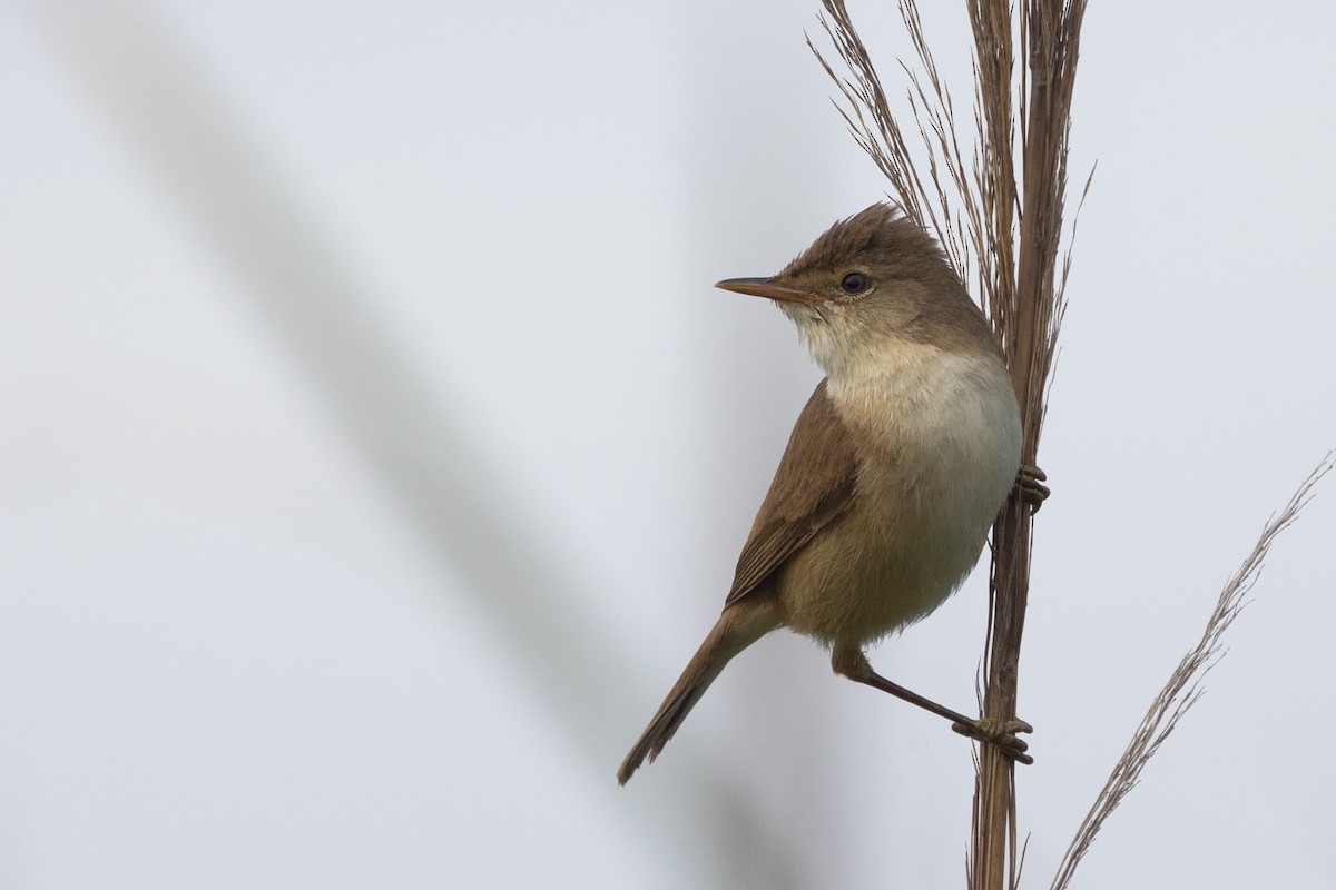rørsanger (baeticatus gr.) - ML643986585