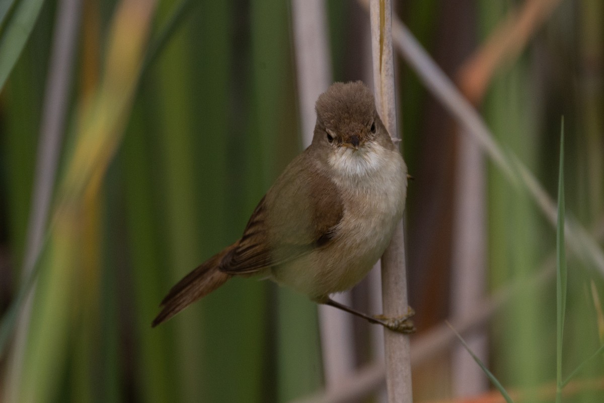 rørsanger (baeticatus gr.) - ML643986586