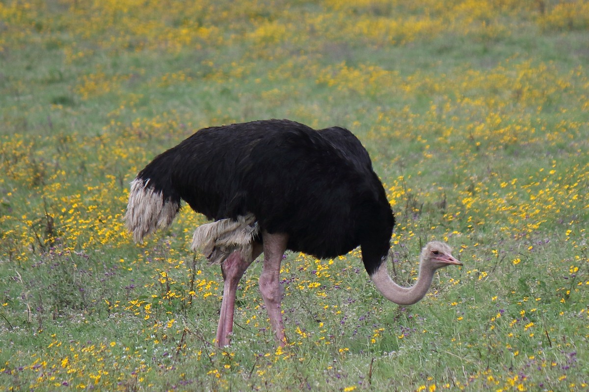 Common Ostrich - ML643986602