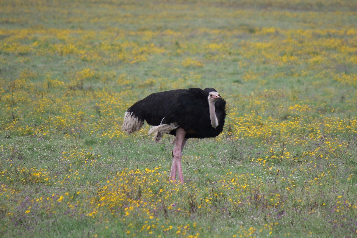 Common Ostrich - ML643986603