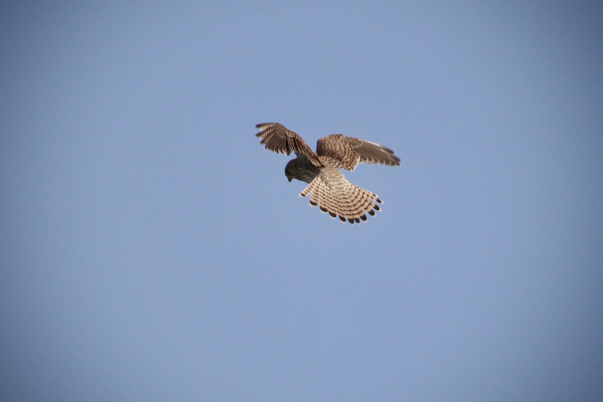 Eurasian Kestrel - ML643986606