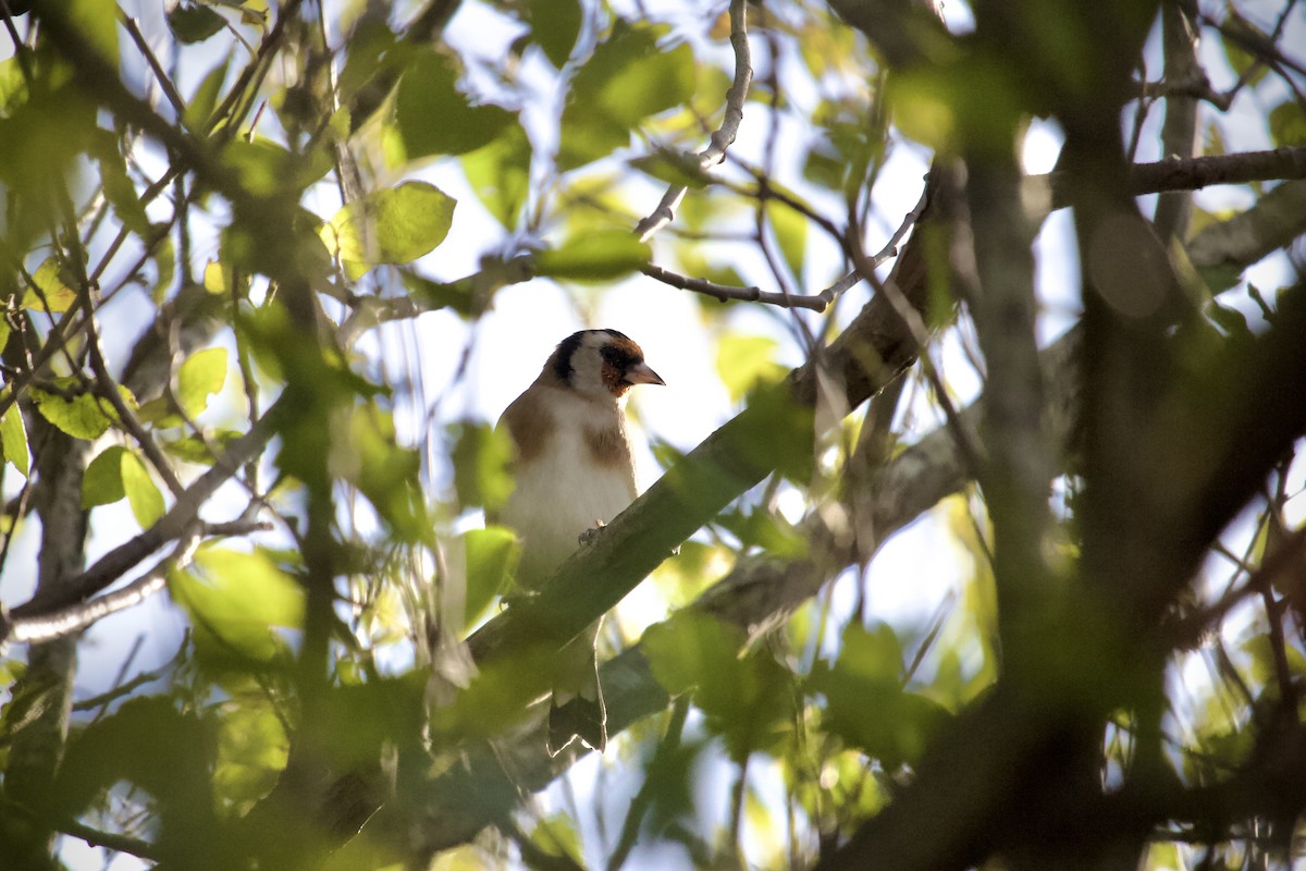 European Goldfinch - ML643986610