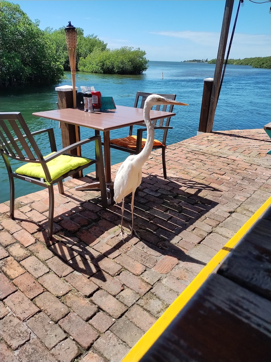 Great Blue Heron - ML643986612