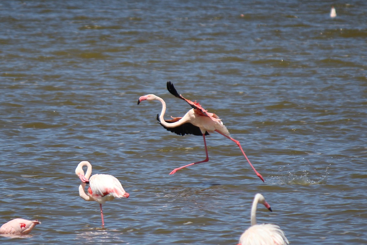 Greater Flamingo - ML643986622