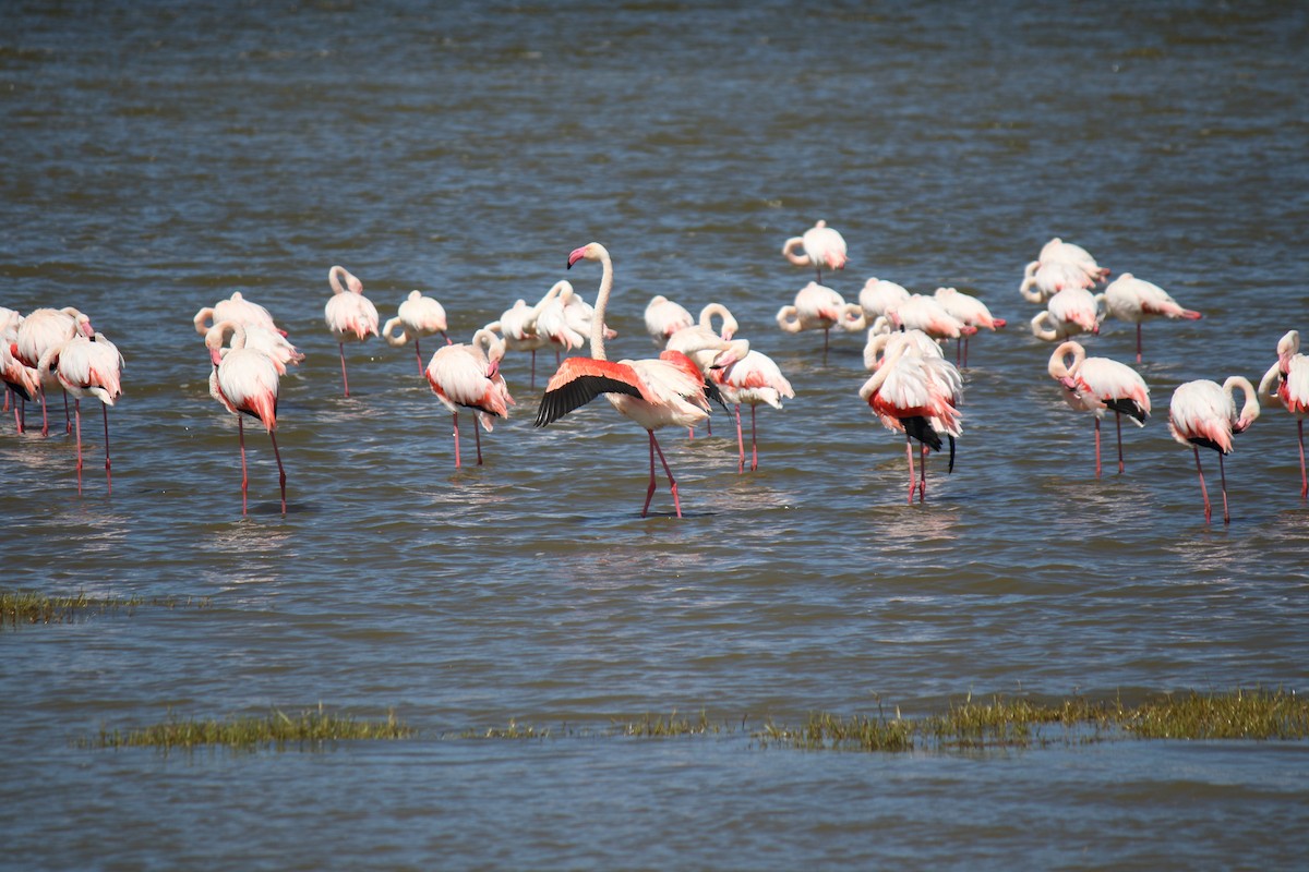 Greater Flamingo - ML643986623