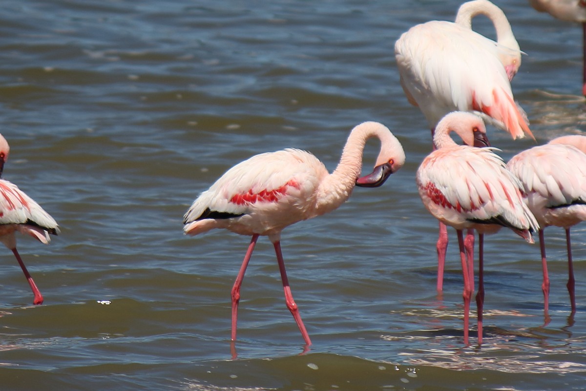 Lesser Flamingo - ML643986625