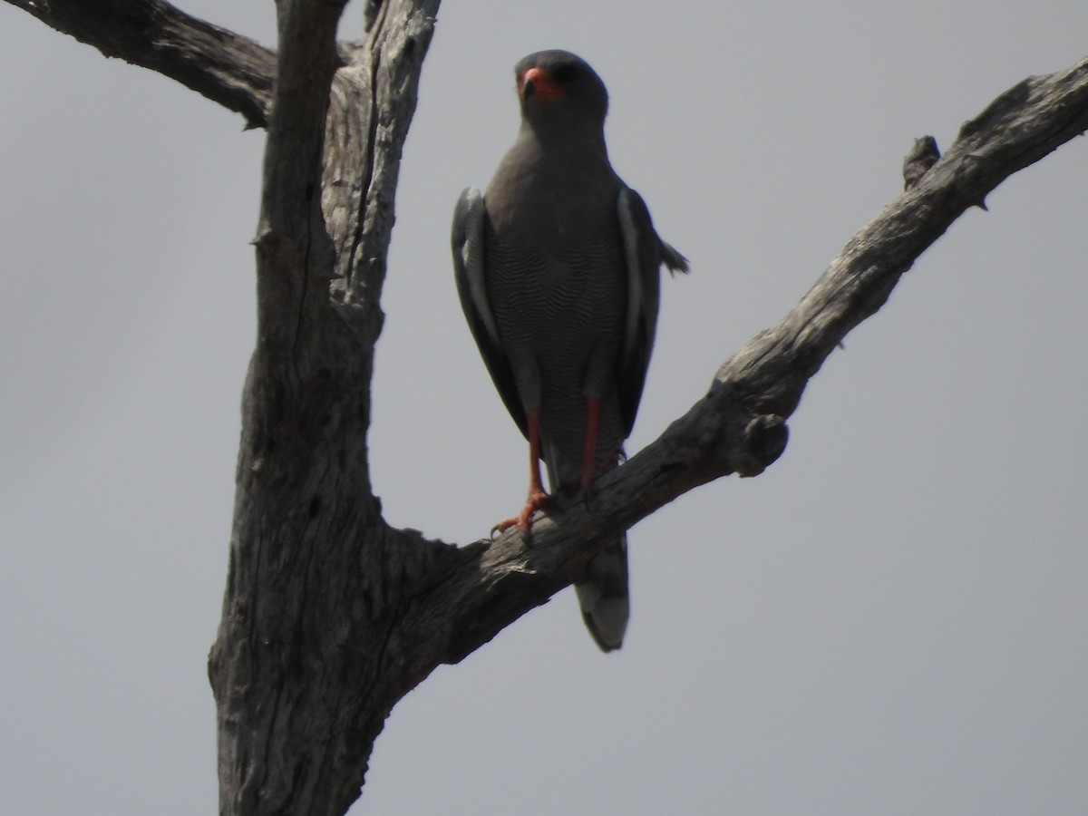 Dark Chanting-Goshawk - ML643986636