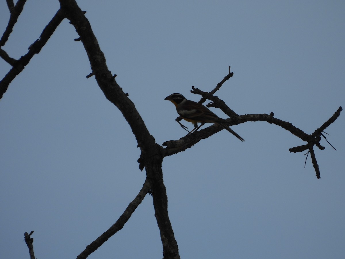 Golden-breasted Bunting - ML643986637