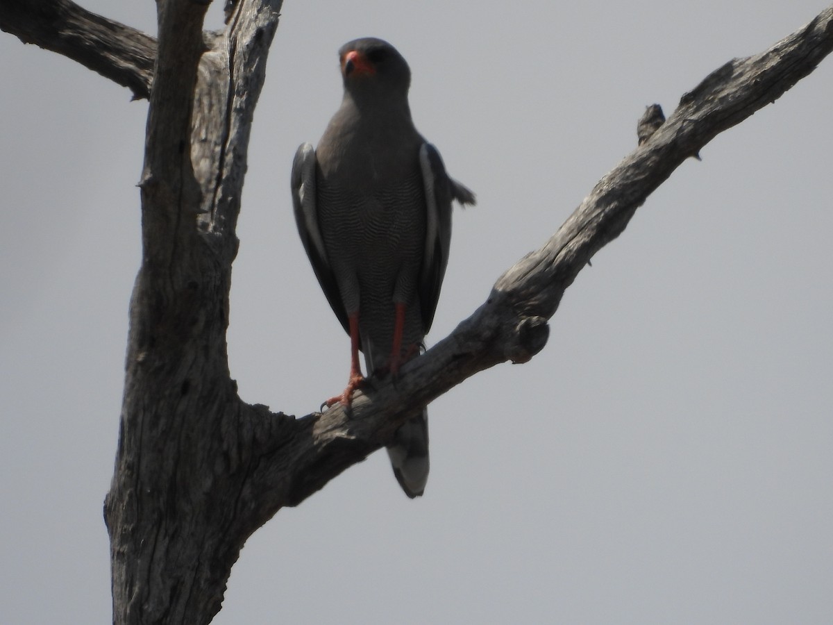 Dark Chanting-Goshawk - ML643986638