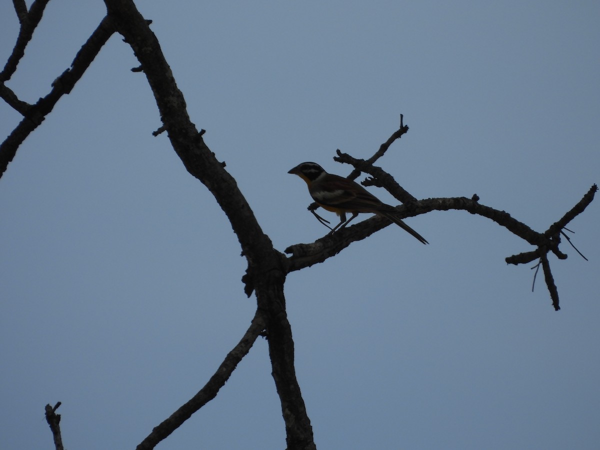 Golden-breasted Bunting - ML643986641