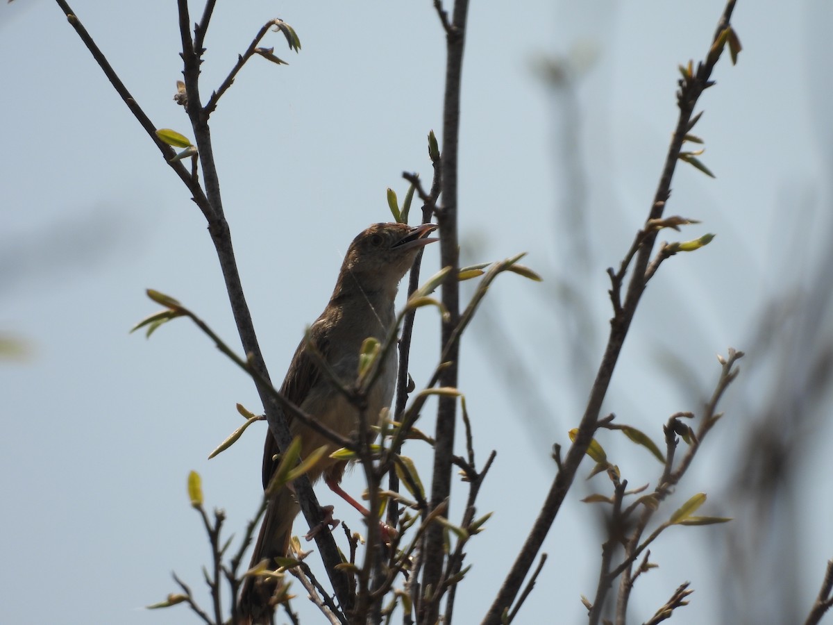Rattling Cisticola - ML643986643