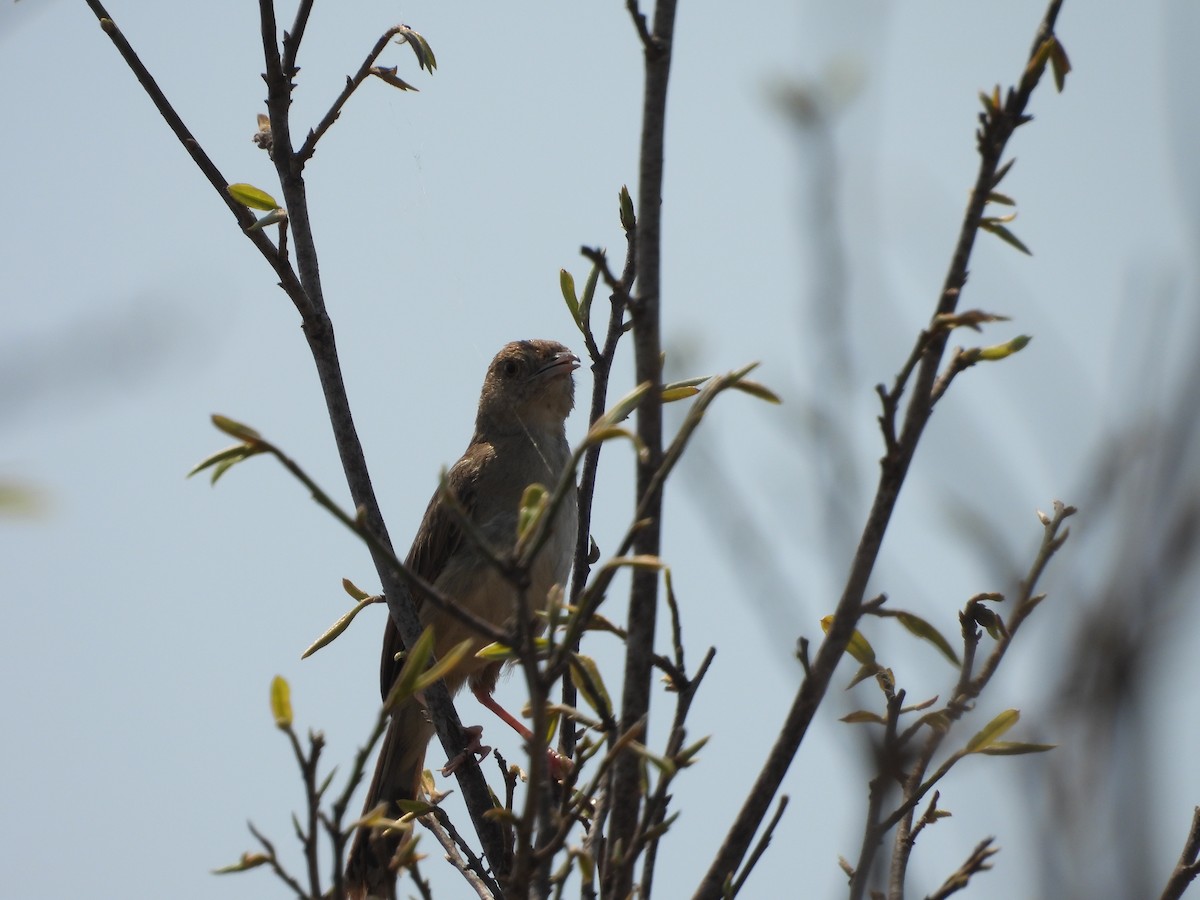 Rattling Cisticola - ML643986644