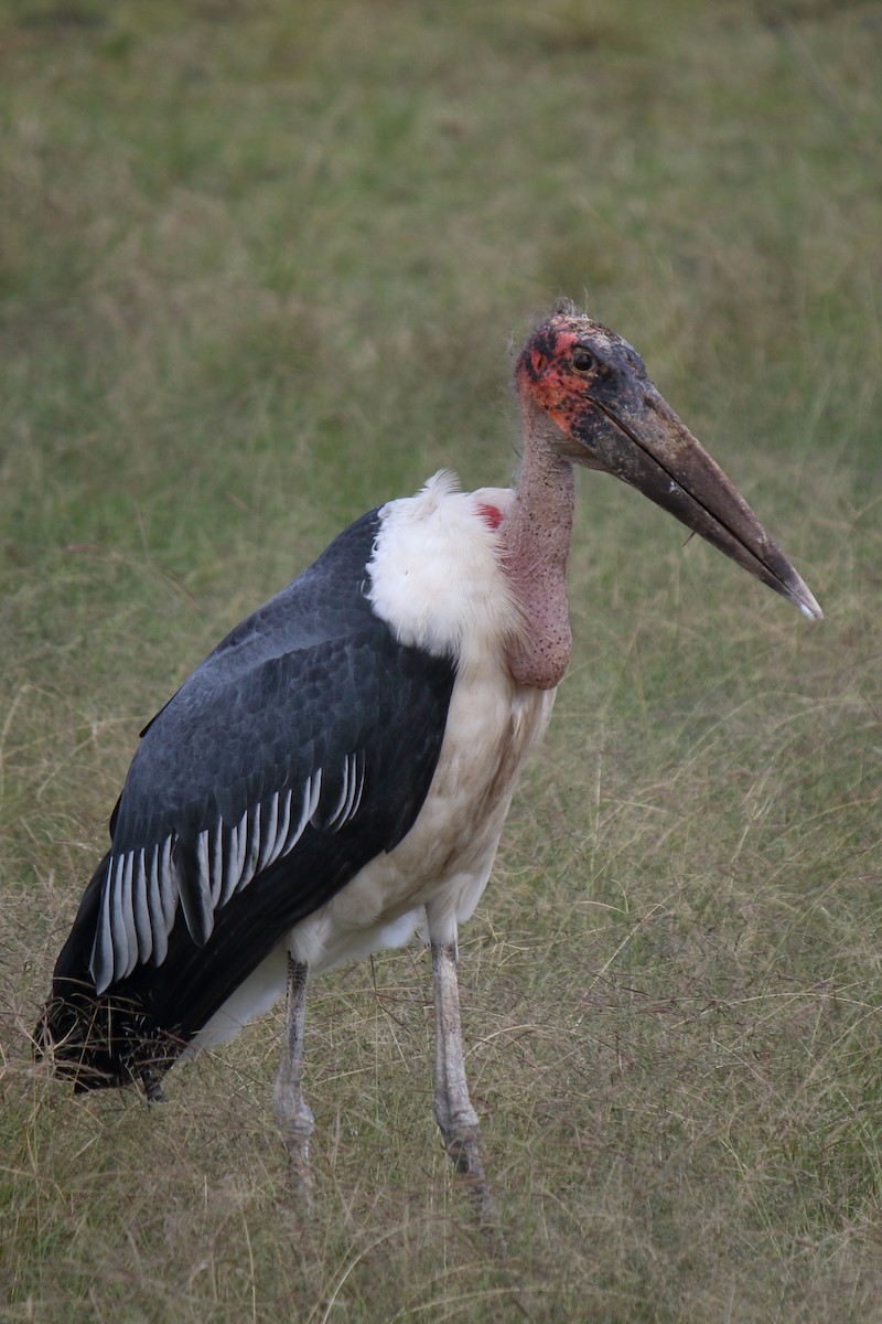 Marabou Stork - ML643986657