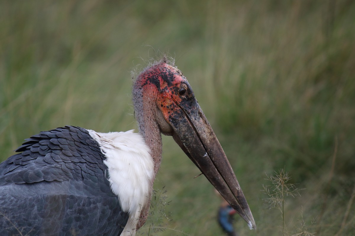 Marabou Stork - ML643986658