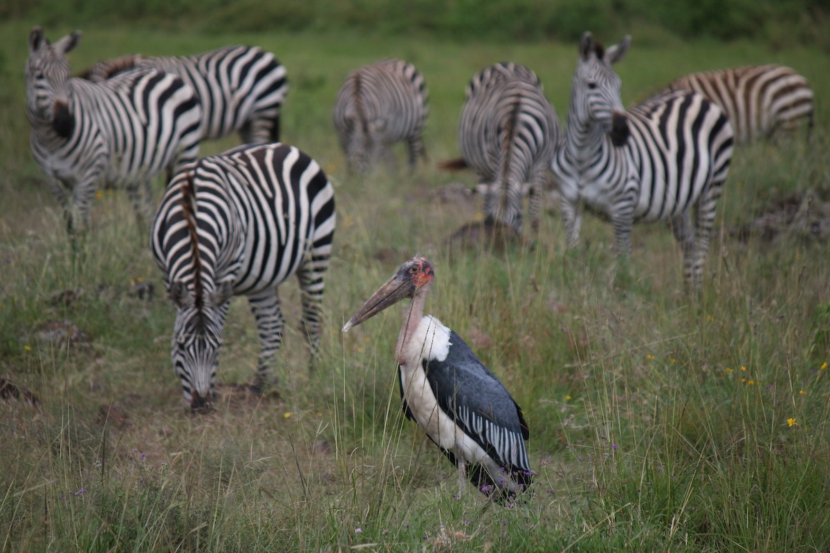 Marabou Stork - ML643986659