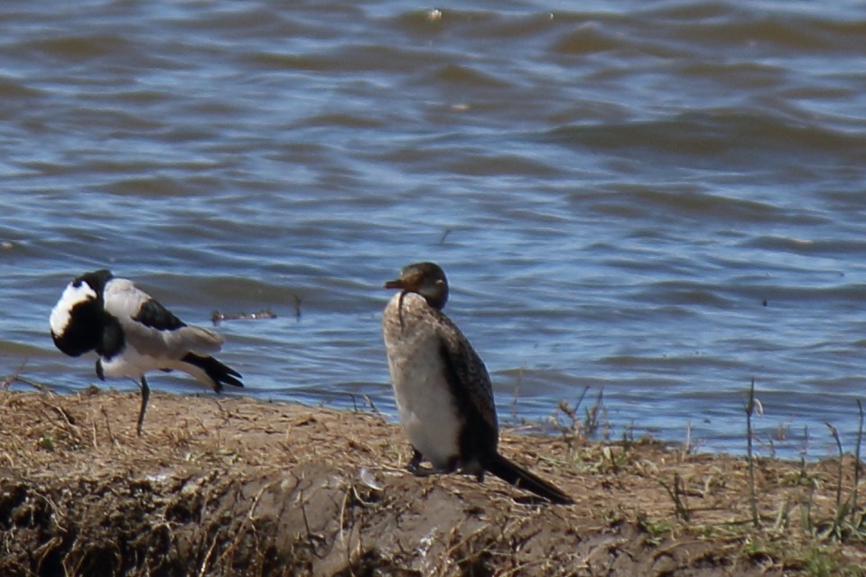 kormorán dlouhoocasý - ML643986667