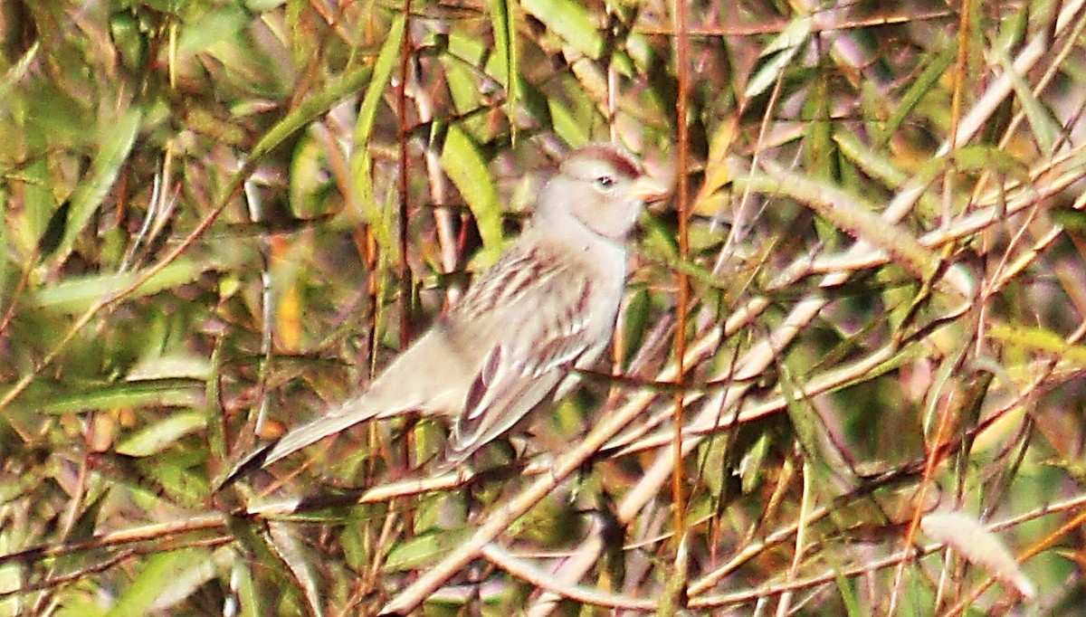 White-crowned Sparrow - ML643986673