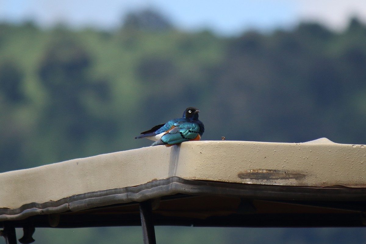 Superb Starling - ML643986677