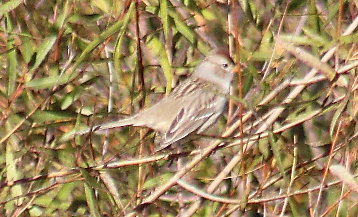 White-crowned Sparrow - ML643986682