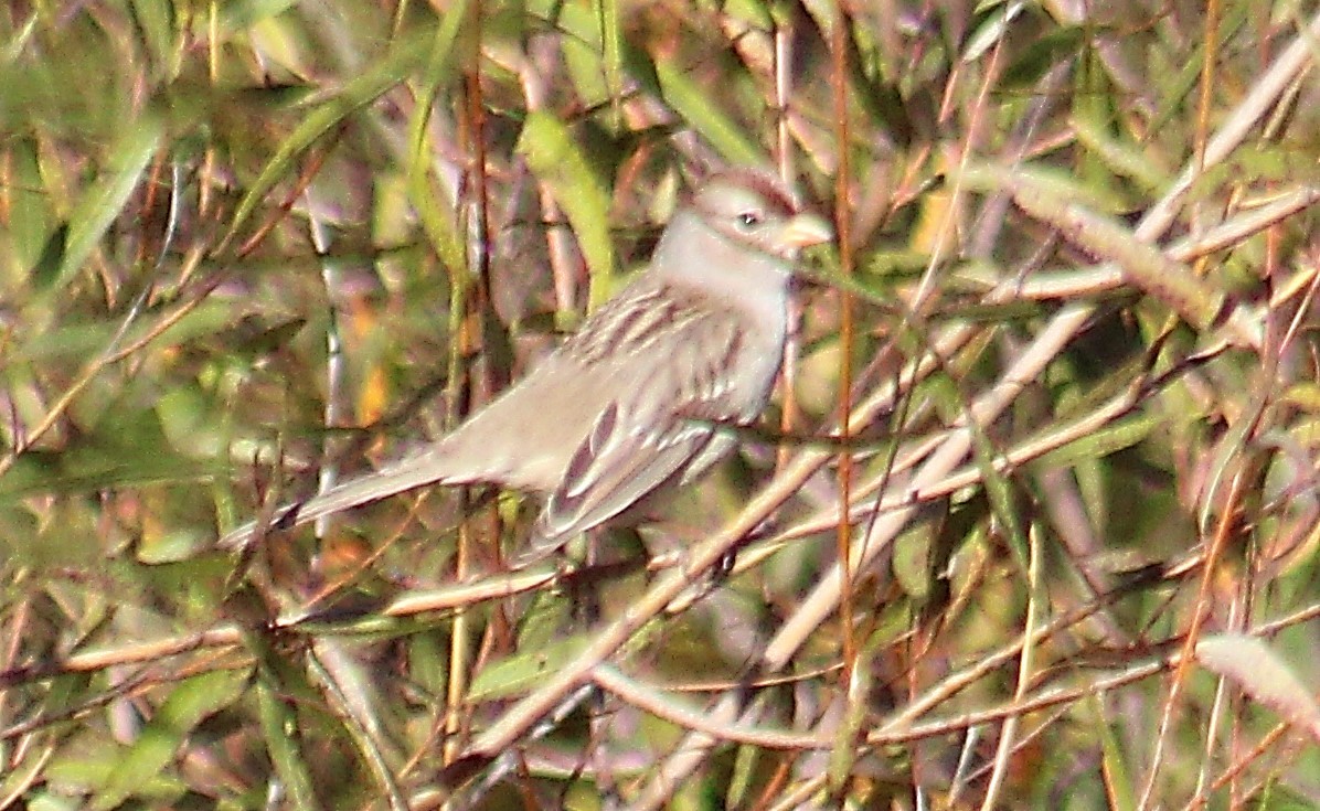 White-crowned Sparrow - ML643986690