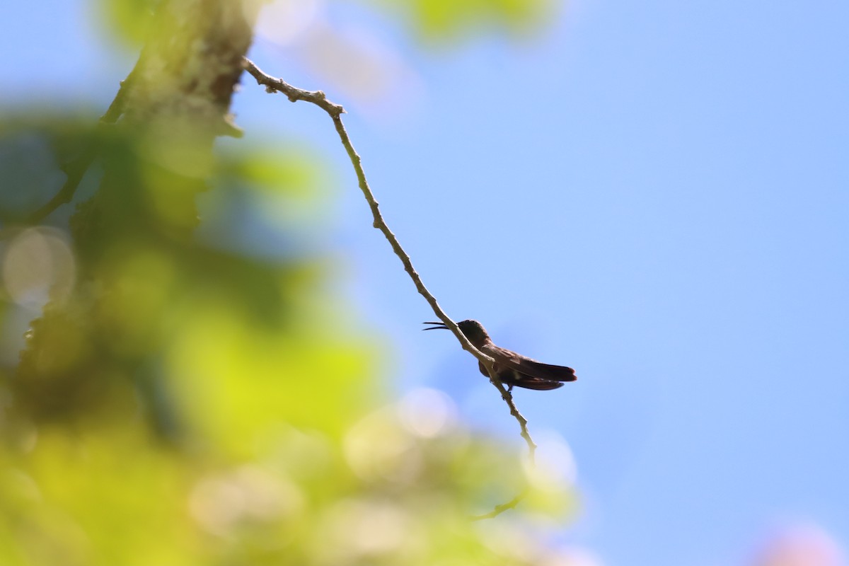 Hispaniolan Mango - ML643986699