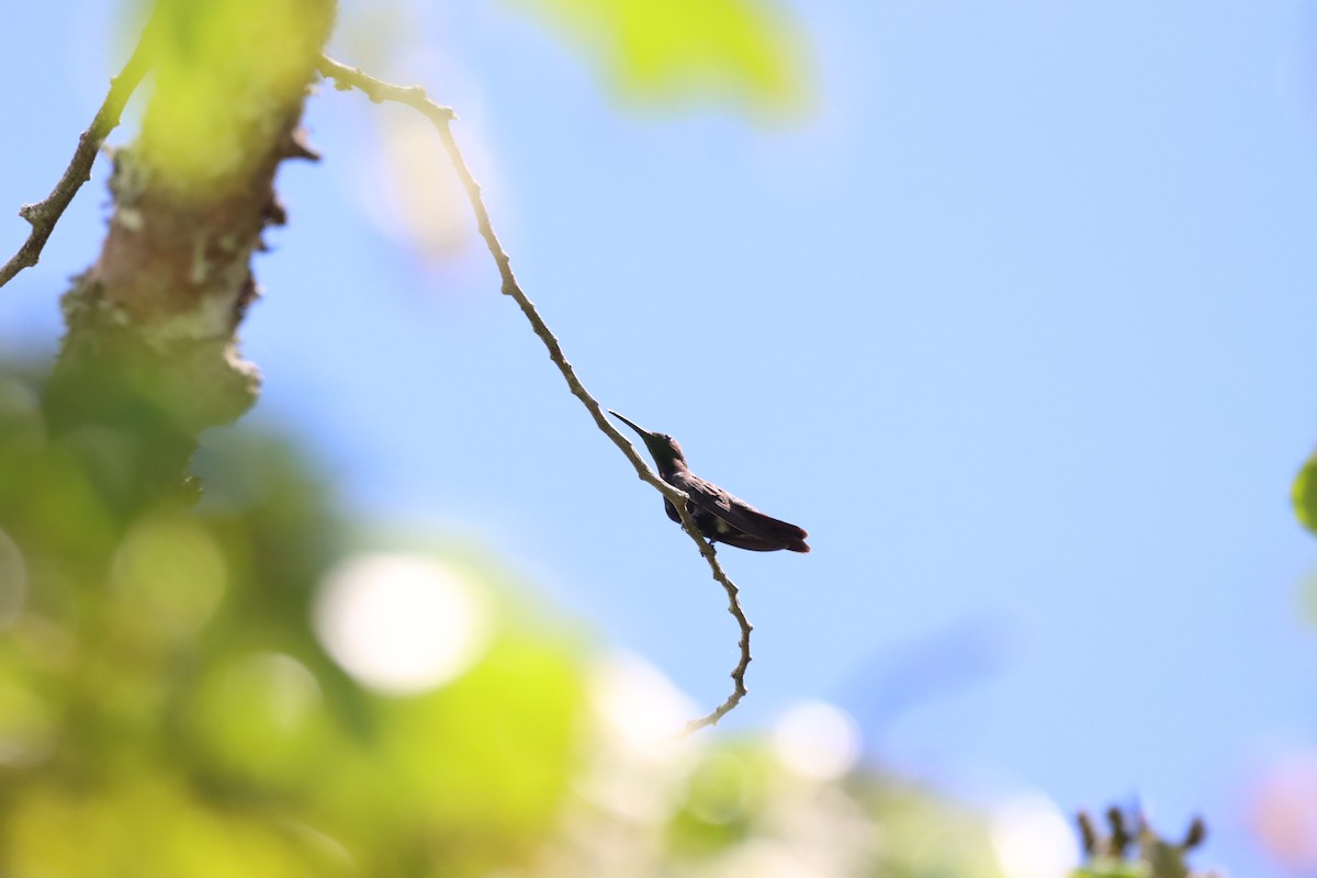 Hispaniolan Mango - ML643986700