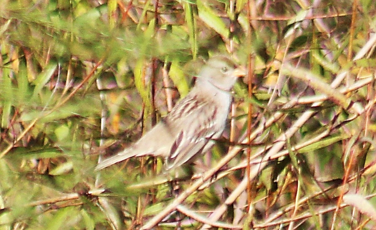 White-crowned Sparrow - ML643986703