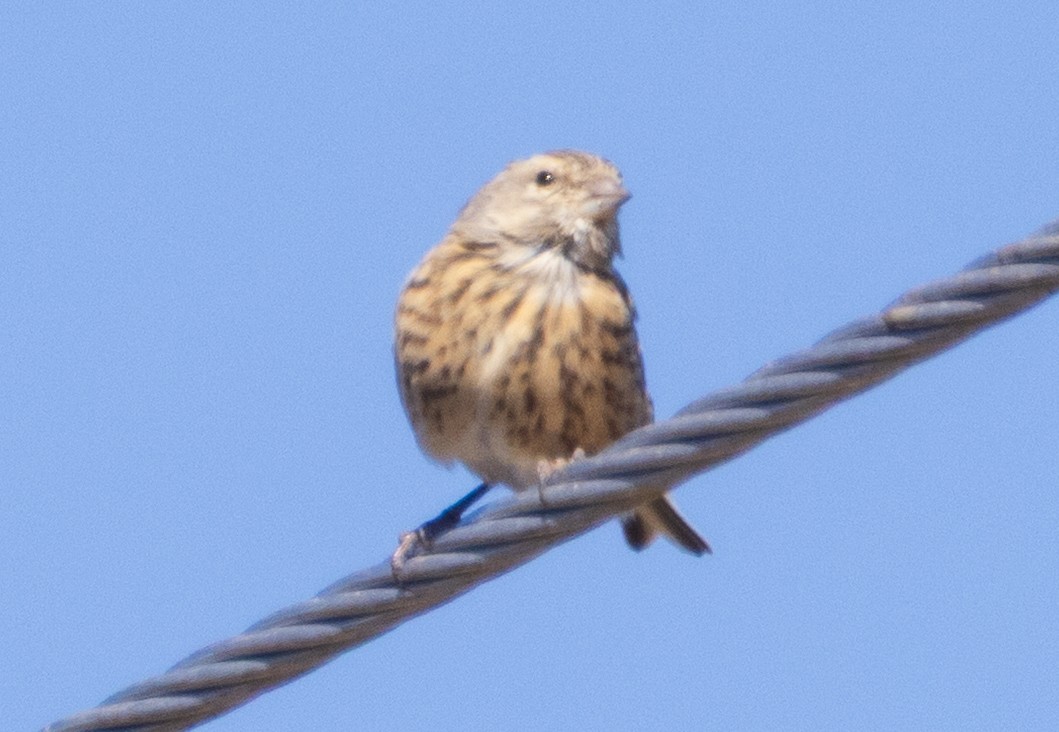 Eurasian Linnet - ML643986709