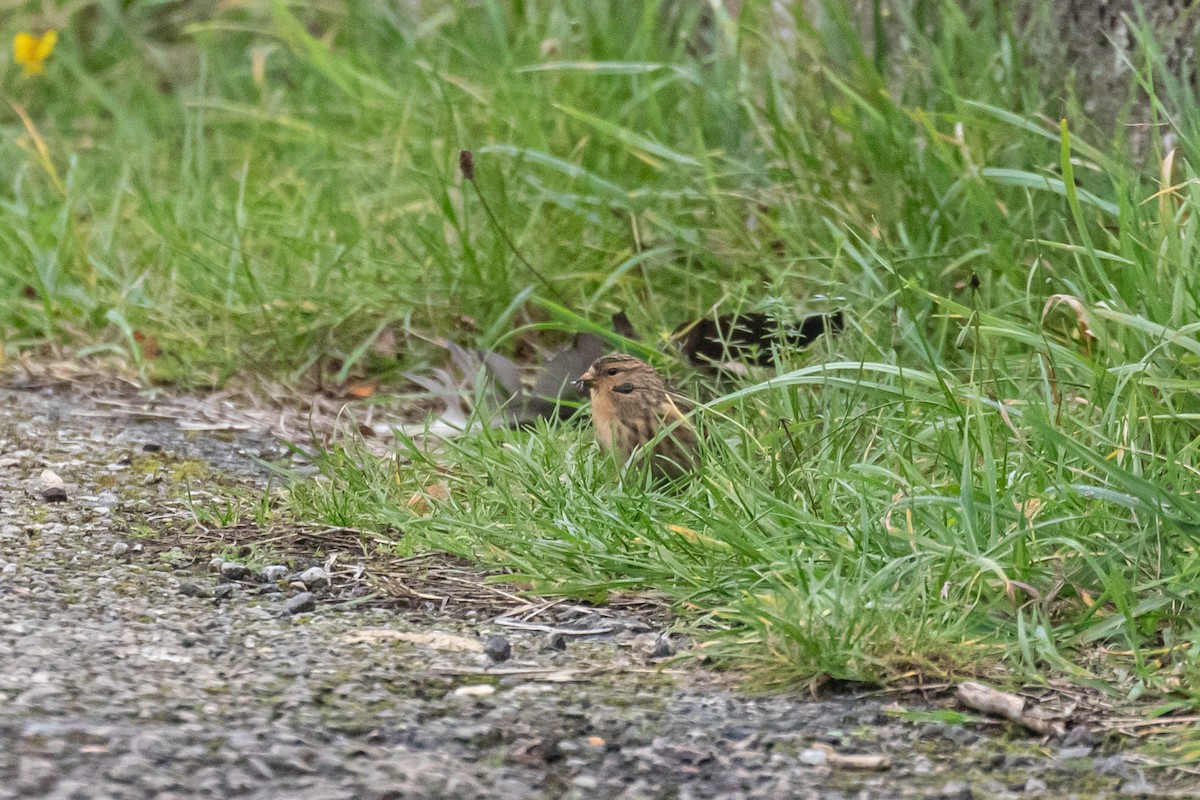 Twite - ML643986712
