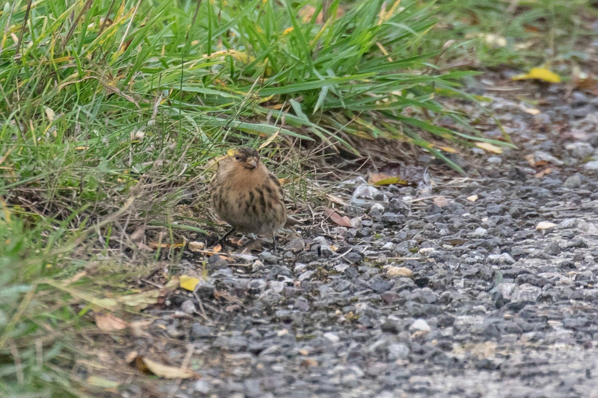 Twite - ML643986713