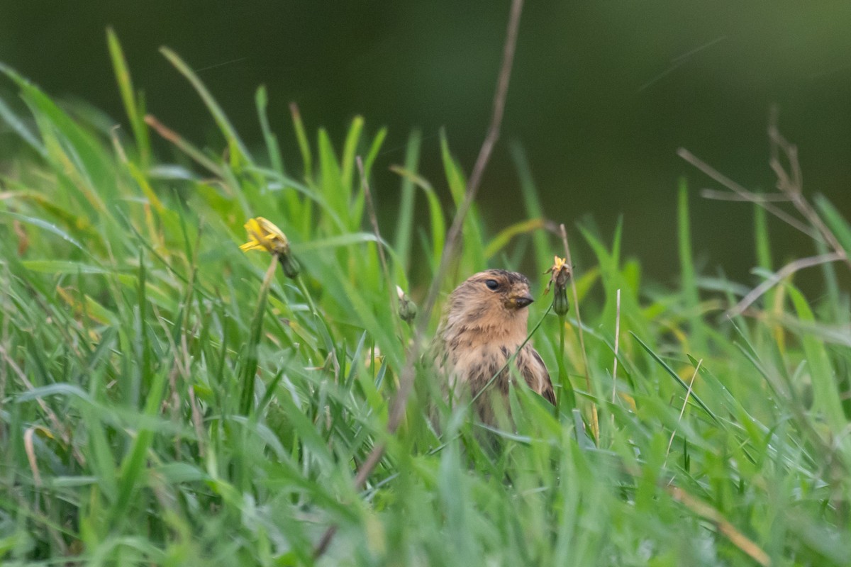 Twite - ML643986714