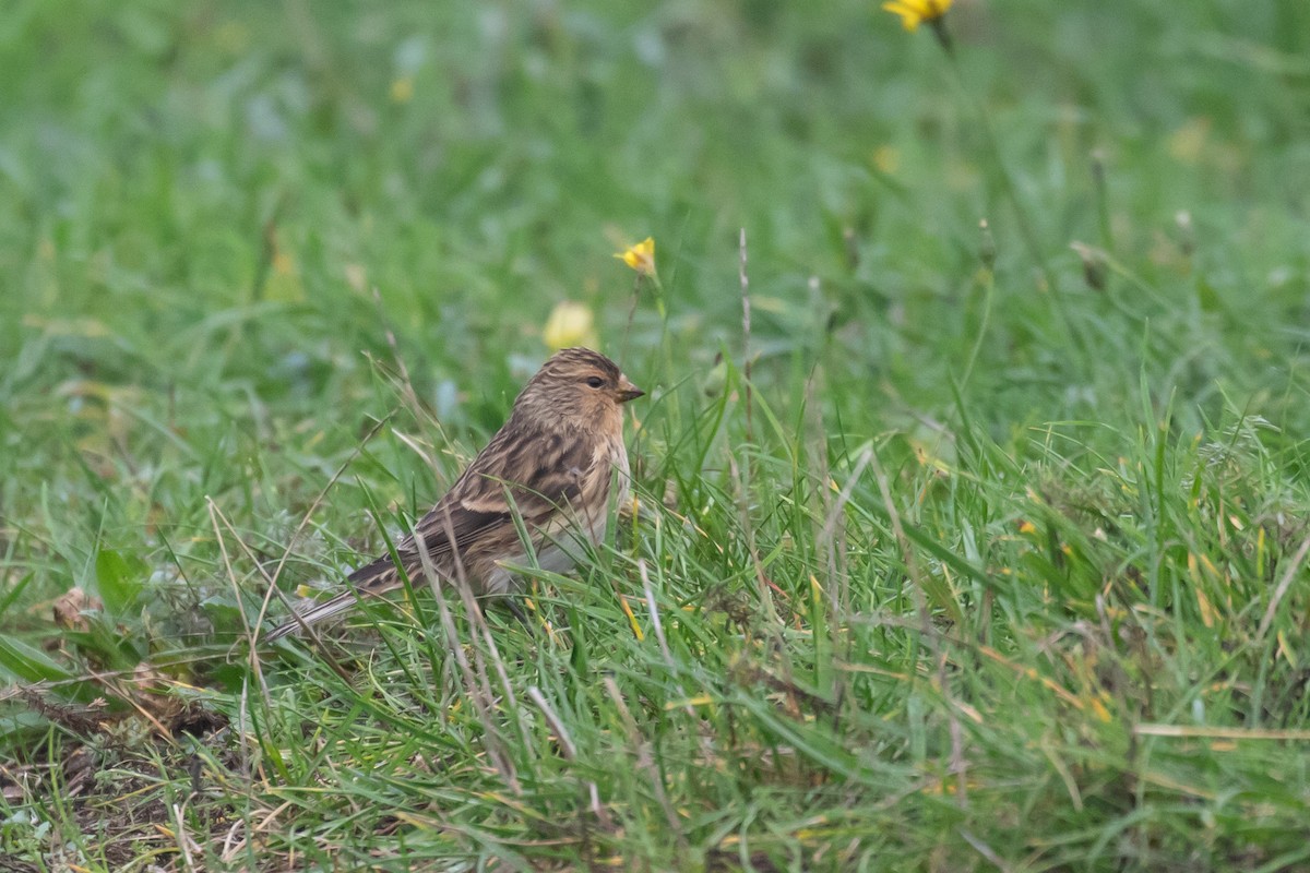 Twite - ML643986715