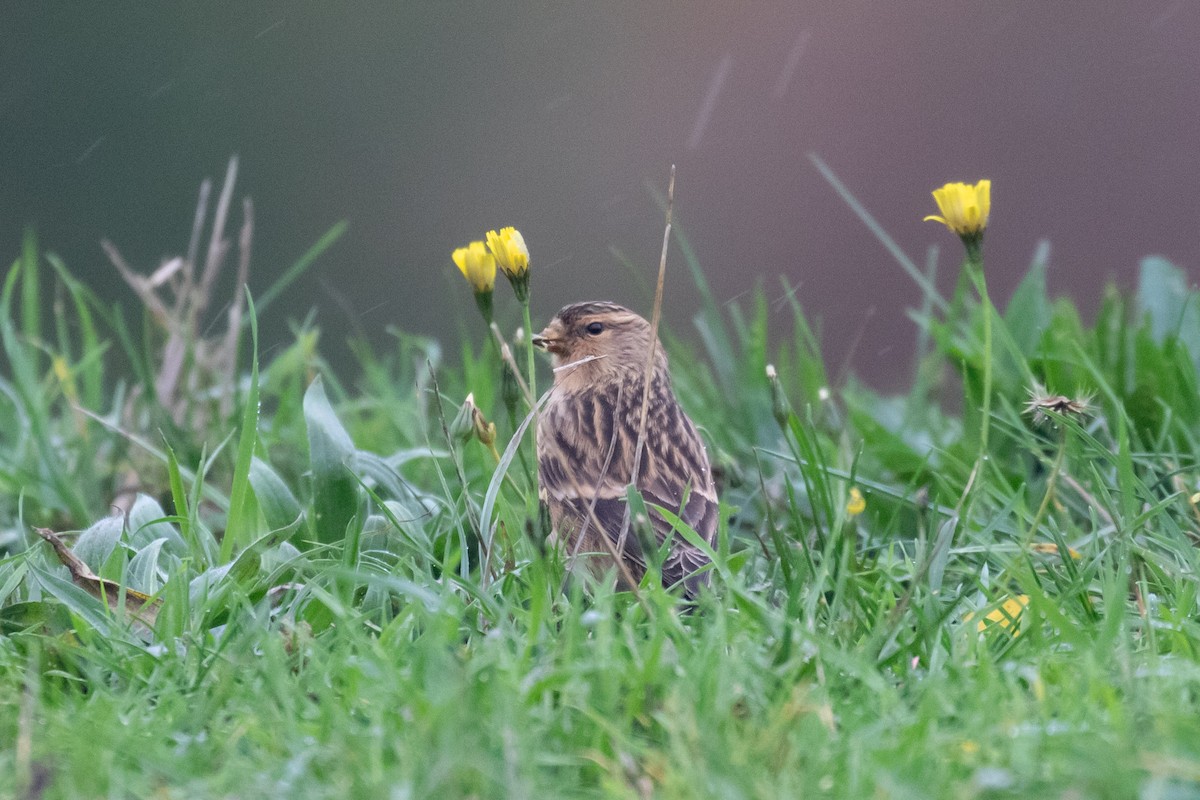 Twite - ML643986716
