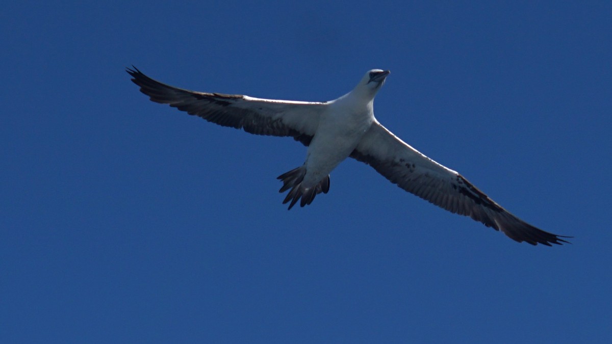 Northern Gannet - ML643986721