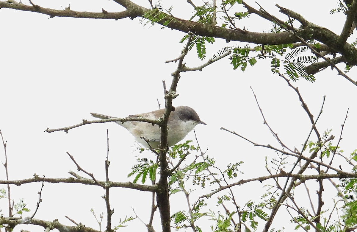 Lesser Whitethroat - ML643986727