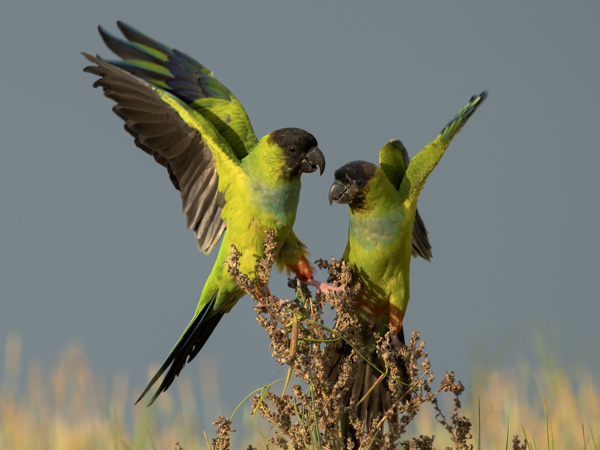 クロガミインコ - ML643986730