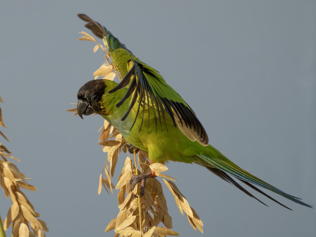 クロガミインコ - ML643986733
