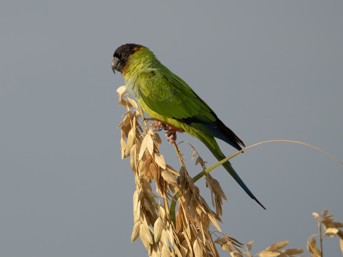 クロガミインコ - ML643986734