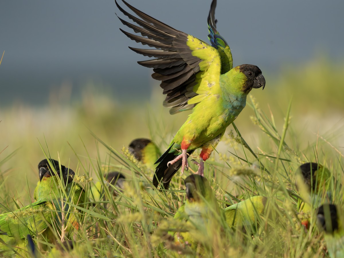 クロガミインコ - ML643986735