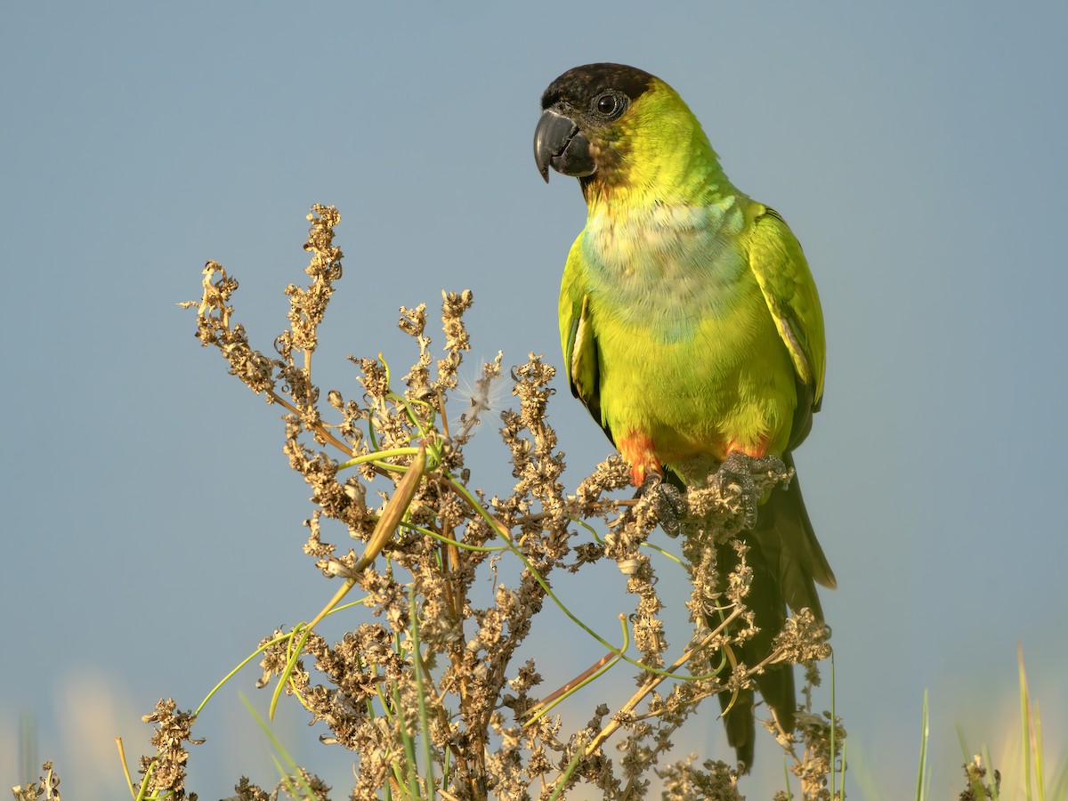 クロガミインコ - ML643986737