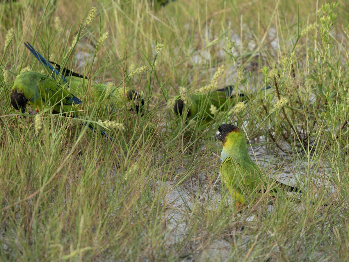クロガミインコ - ML643986740