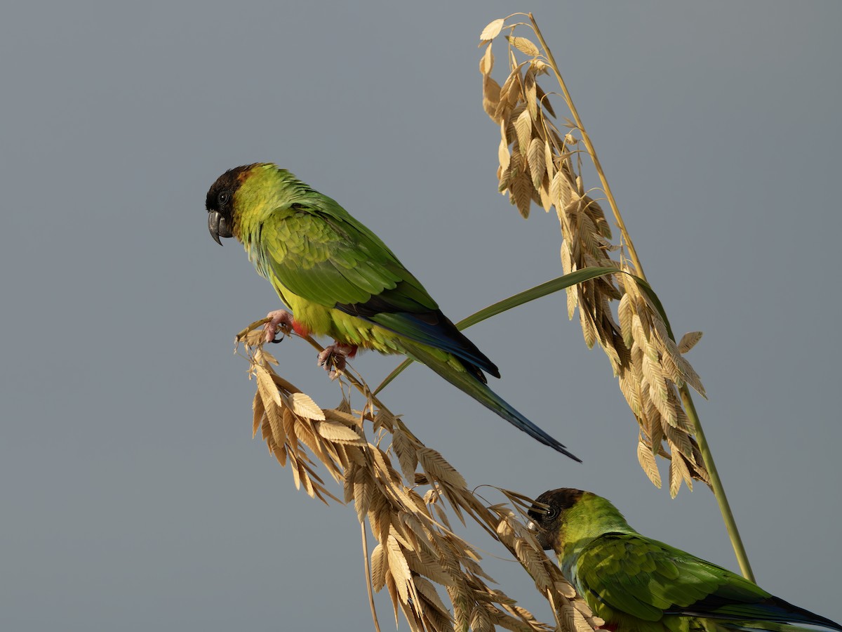 クロガミインコ - ML643986744
