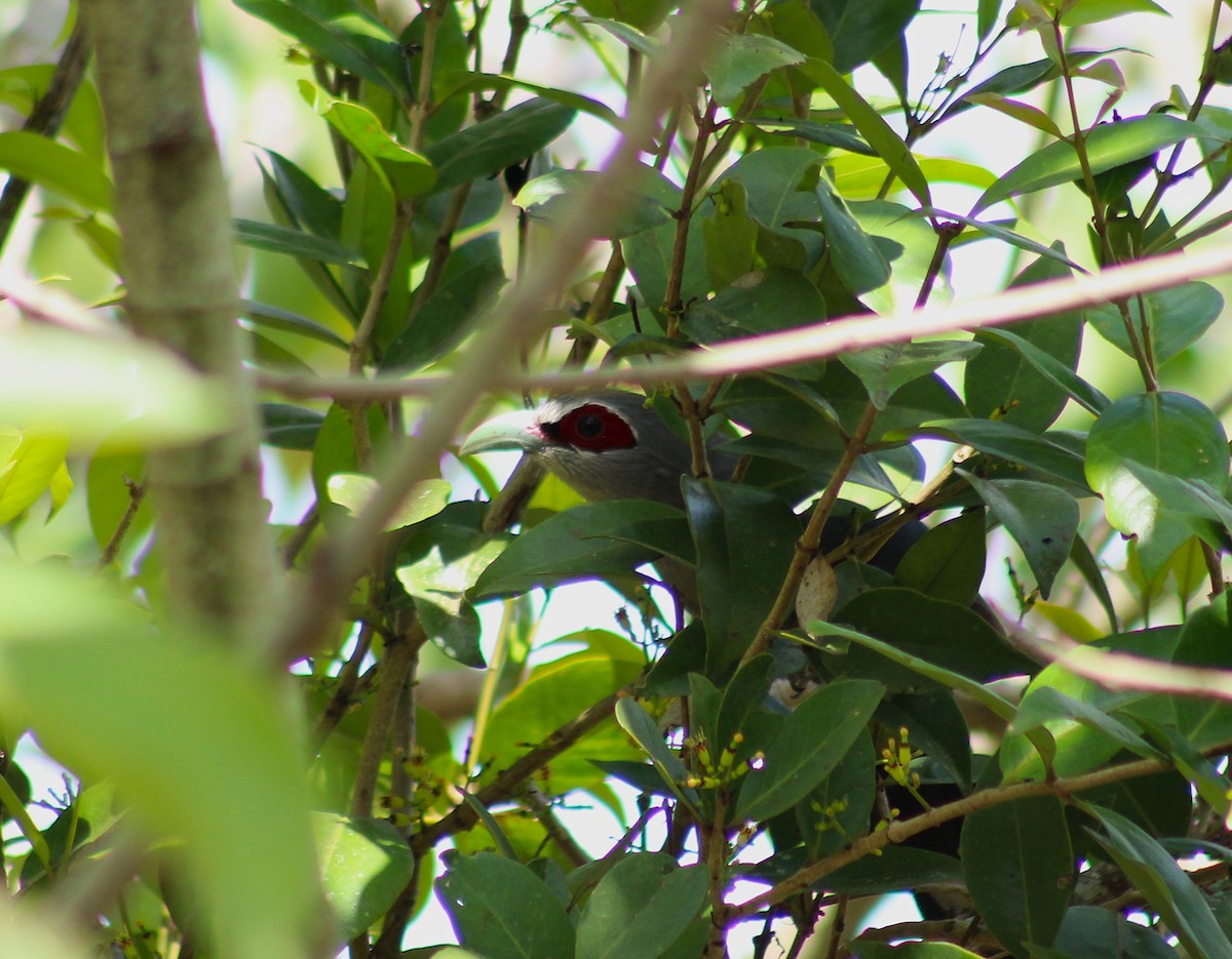 Green-billed Malkoha - ML643986745