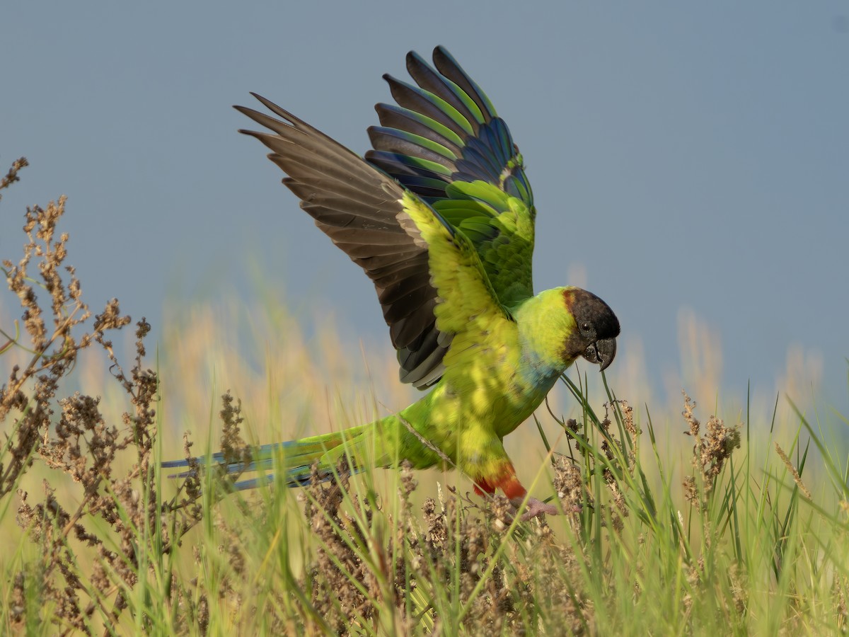 クロガミインコ - ML643986746