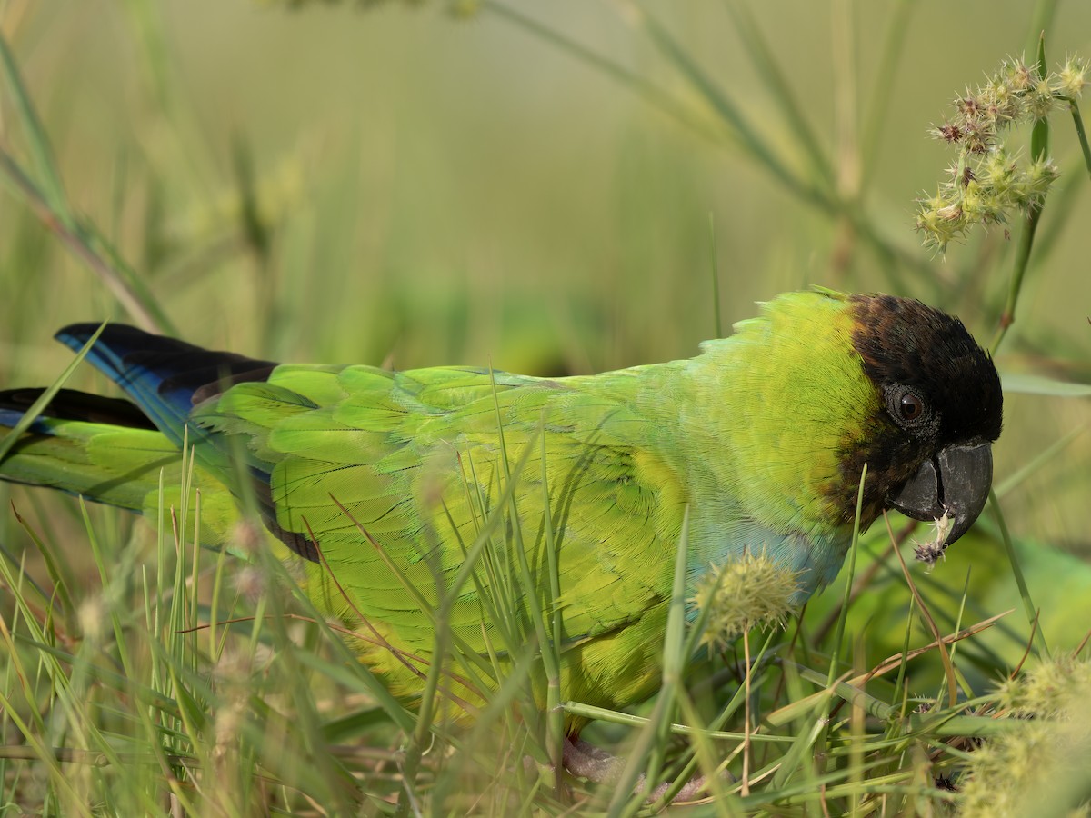 クロガミインコ - ML643986747